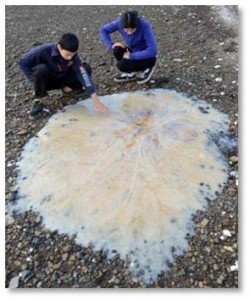 giant jellyfish washed ashore