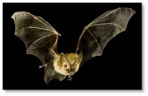 Bat in flight, bat hunting