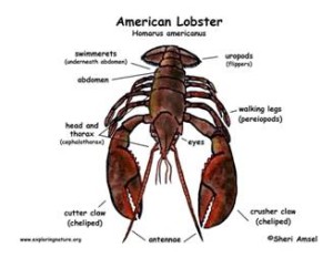parts of an American lobster, Homarus Americanus