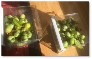 This weekend I went out and picked the green tomatoes off before the frost hit. They are now in plastic bins on the floor ripening in the sunlight. If anyone would like any green tomatoes for any reason or any recipe, please let me know. I am happy to share.