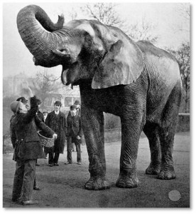 America’s most famous showman was also a founding trustee and benefactor of Tufts. And Jumbo was a real elephant who lived at the London Zoo for 16 years, giving “howdah” rides to little children. P.T. Barnum wanted Jumbo for his circus and acquired the elephant in 1860, paying $10,000 for him (about $240,000 today) and igniting a storm of outrage in England. 
