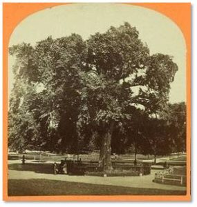 The people of Boston were so moved by its demise that they came to see the fallen giant and many went away with pieces of it. Fortunately, the Great Elm survived into the era of photography so we have some archive photos of it as well as early engravings. 