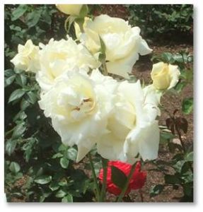 Just wander in and take your time smelling the roses because the garden contains many varieties with different sizes, scents, and colors. 