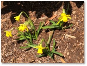 jonquils, daffodils, spring, roundup of April 2018 posts