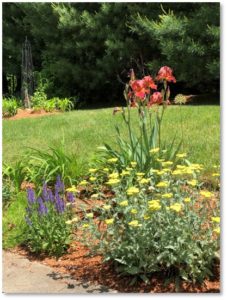 perennials, red iris, yellow yarrow, blue salvia