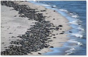 gray seals, Monomoy National Wildwife Refuge, Cape Cod