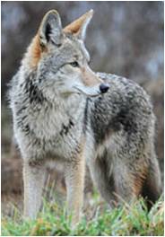 Eastern Coyote, coyote, canis latrans