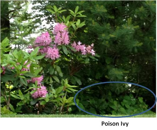 poison ivy, toxicodendron radicans, RoundUp, urushiol