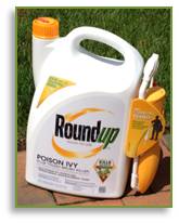 RoundUp, poison ivy, toxicodendron radicans