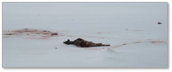 Dead deer, coyote kill