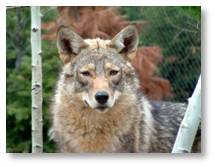 Eastern Coyote, canis latrans