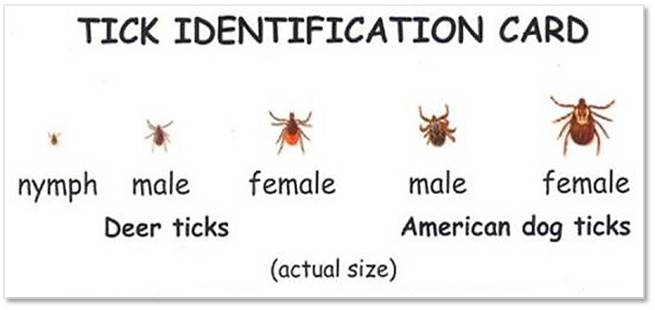 Tick identification card, Lyme Disease, deer tick, dog tick