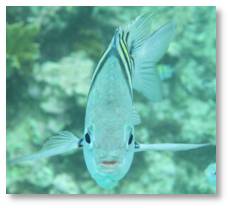 Tropical fish, Grand Cayman Island, snorkeling