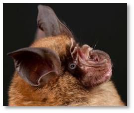 Chinese Horseshoe Bat, MERS Coronavirus, MERS CoV, virus source