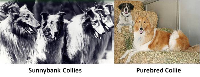 Sunnybank collies, Sunnybank, Albert Payson Terhune, purebred collies, overbred dog