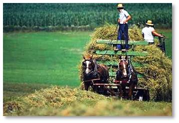 Amish Farm, farm horses