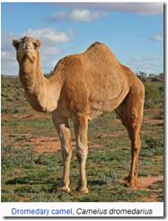 dromedary camel, MERS