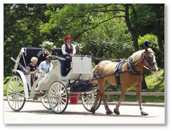 horse-drawn carriage, Central Park, New York City
