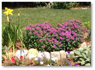 Bee balm, monarda, perennial garden