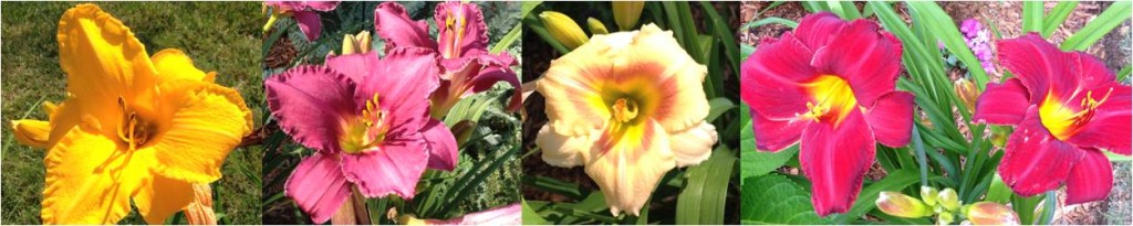 Day lilies, hemerocallis, perenennial garden
