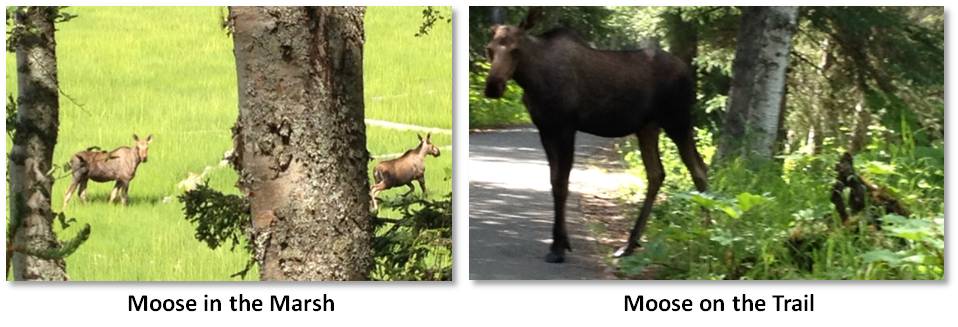 Moose, Kincaid Park, Anchorage, Coastal Trail