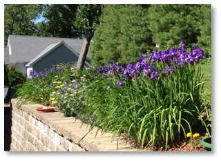 Siberian iris, perennial garden