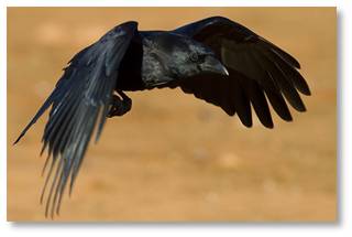 American crow, corvus brachyrhynchos