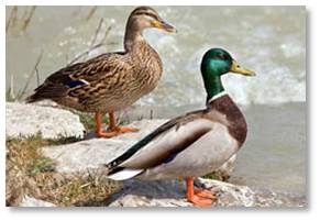 Mallard ducks, hen and drake, pond