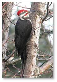 Pileated woodpecker, wildlife, bird