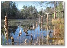 Ice pond, Douglas Drive, Sudbury MA, wildlife, refuge