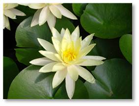 lotus flower, mindfulness, meditation