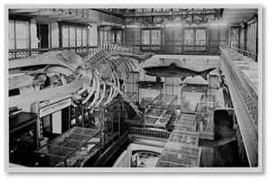 The museum’s interior centerpiece was originally a large, two-story hall and atrium that reached up to the ceiling, lit by clerestory windows. In this space hung the skeleton of a whale and below it were the glass-topped display cases typical of museum exhibits in the nineteenth century.