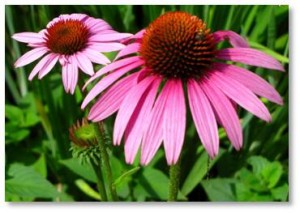 “There is no evidence that echinacea is useful for those who are at increased susceptibility to infection due to . . . radiation therapy, or chemotherapy.”