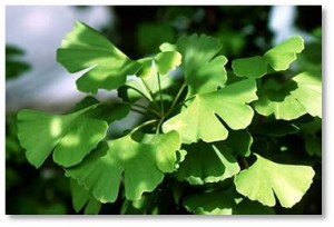 Ginkgo’s use goes back about 5,000 years in Chinese herbal medicine, which prescribed it for mental acuity, respiratory problems, and erectile dysfunction. So, it has a track record of benefit that is especially notable because back then there were no pharmaceutical blood thinners—e.g., Coumadin—or anti-psychotic medications or reliable treatments for cancer, diabetes, Parkinson’s, or Alzheimer’s disease. 