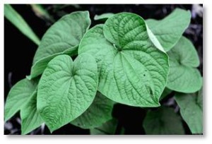Mostly kava kava affects the brain and urinary tract as an antiseptic and anti-inflammatory. BUT, and it’s a big but, you will recall that life spans back then were either short or shorter. I suspect one reason might be inconsistent or long-term use of herbal or plant extracts like kava kava. 