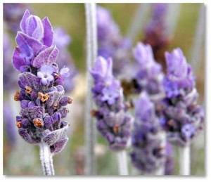 Nutritional supplements: Today, lavender is still used as a headache remedy, thanks to two ingredients that raise the threshold for pain and inhibit hormonal reactions that create pain and inflammation.