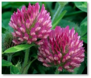 Supplement: The key thing to remember about red clover is that it contains isoflavones, which produce estrogen-like effects in the body. Men should probably avoid it for this reason alone. 