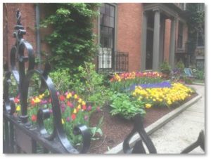 Only in places where landscapers have installed hot-house flowers, like the tiny yards of Beacon Hill, do you see bright displays.