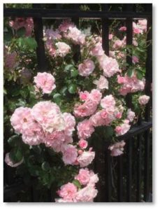 A rose garden in June is a treat for sight and scent, a beautiful retreat in which only the bees work while human visitors can breathe deeply and relax. A rose garden that’s near the ocean adds the pleasure of a cooling breeze, salt air, and sunlight reflected by the water. 