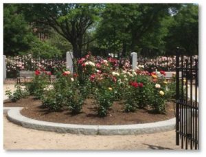  This is the month to visit the Rose Kennedy Rose Garden as the flowers are in full and spectacular bloom. You can see the garden at any time but the roses don’t last all summer. I was there on Monday morning before giving a tour for Boston By Foot and I didn’t want to leave. 
