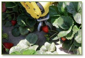 Both Lost Angeles-based Robotic Harvesting and Utsonomiya University’s graduate school of Engineers, along with others, have developed strawberry-harvesting robots. 