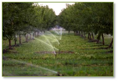 Even worse, it’s ravaging the planet.” Environment-wise, 80% of the world’s almonds are grown in California, which is suffering its fifth year of severe drought. It takes 1.1 gallons of water to produce a single almond and 25.3 gallons of water to produce a single serving of almonds. 