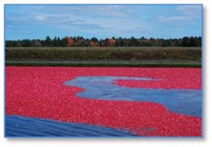 There are more than 11,000 acres of cranberry bogs under cultivation in Massachusetts. One acre of bog yields 150 barrels of berries. Dollar for acre, cranberry bogs are among the most expensive farmland in the state and the humble cranberry is a big business. 