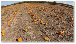 With Halloween over, we look ahead to Thanksgiving. Apples gave way to pumpkins that, in turn, are making room for turkeys. Fall seems to be all about eating