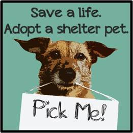 Pick Me, save a life, adopt a shelter pet