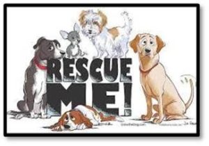 Rescue me, rescue pets, adopt a pet, animal shelter