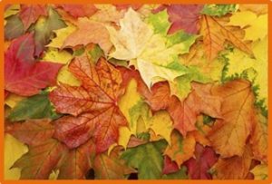 autumn leaves, transition kitchen