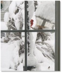 birdfeeder, cardinal, heavy snow