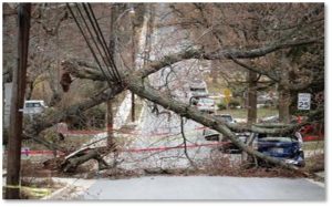 Fallen trees, power lines, power outage, nor'easter