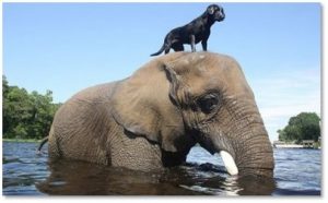 elephant carrying dog, animal altruism, animals helping animals